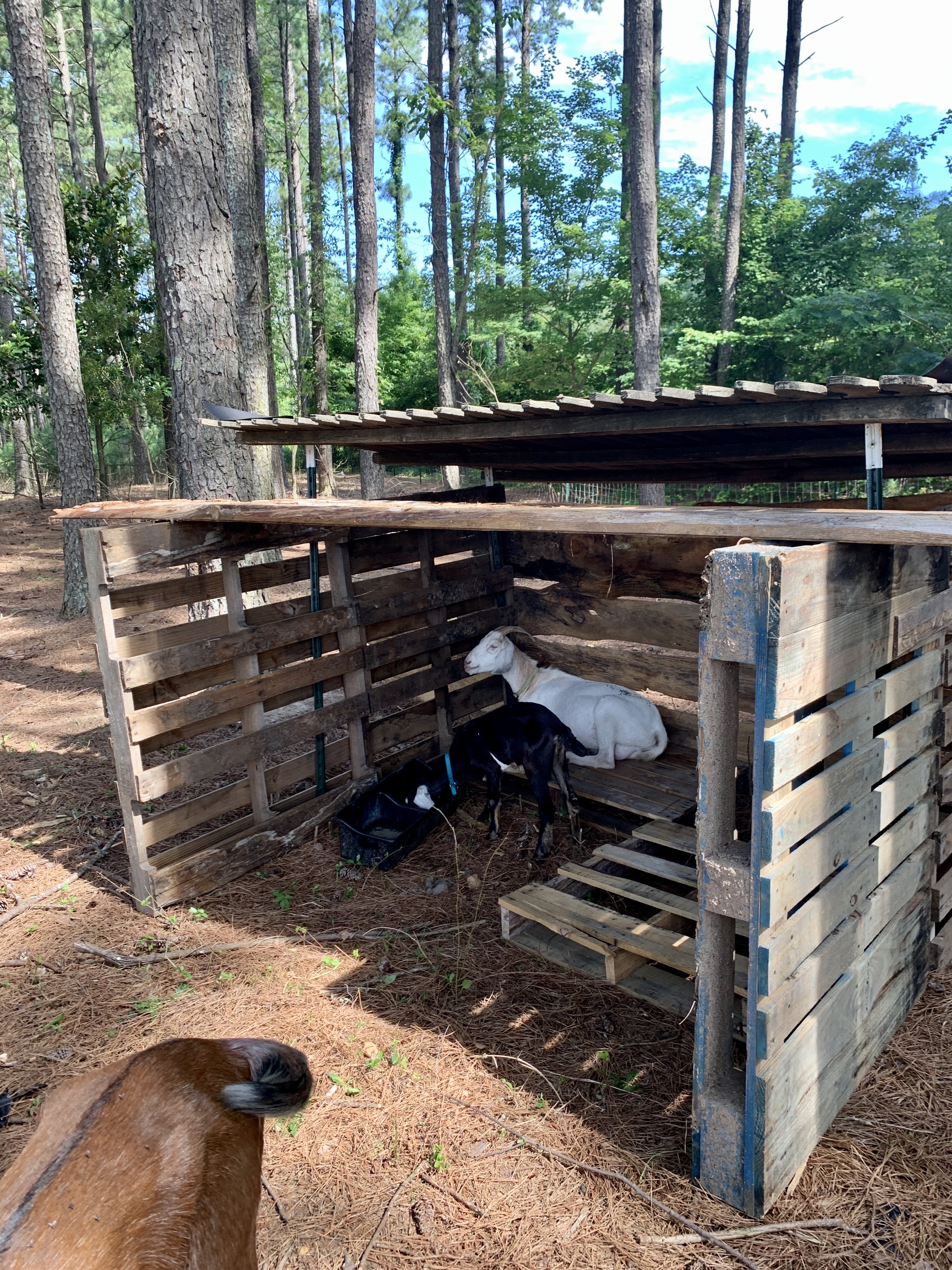 goat building